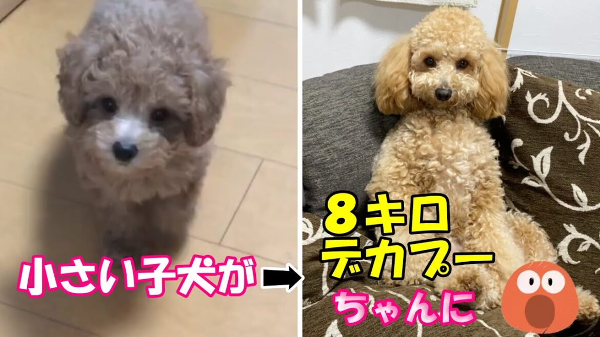8キロの大きいトイプードルが愛しすぎる【トイプードルのロアくん】【犬】【dog】【デカプー】
