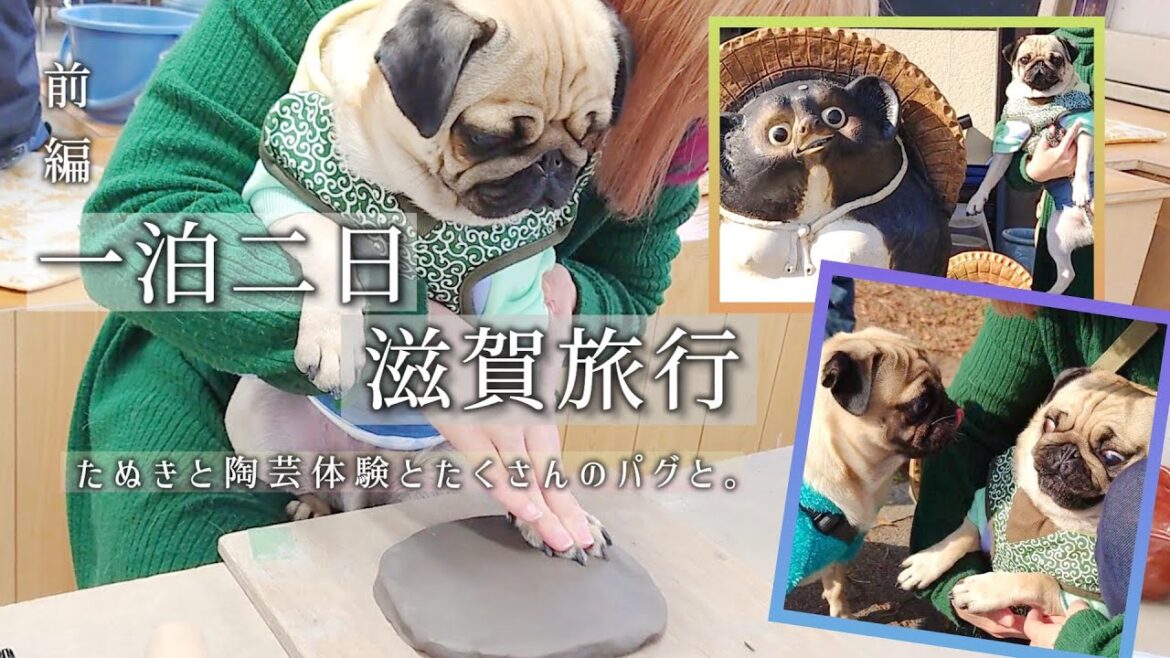 愛犬パグの誕生日旅行／たぬき村で日本一のたぬき見て大小屋さんで手形を取ってビワドッグさんに宿泊の一日目前半／【パグのぺろ吉pug犬】