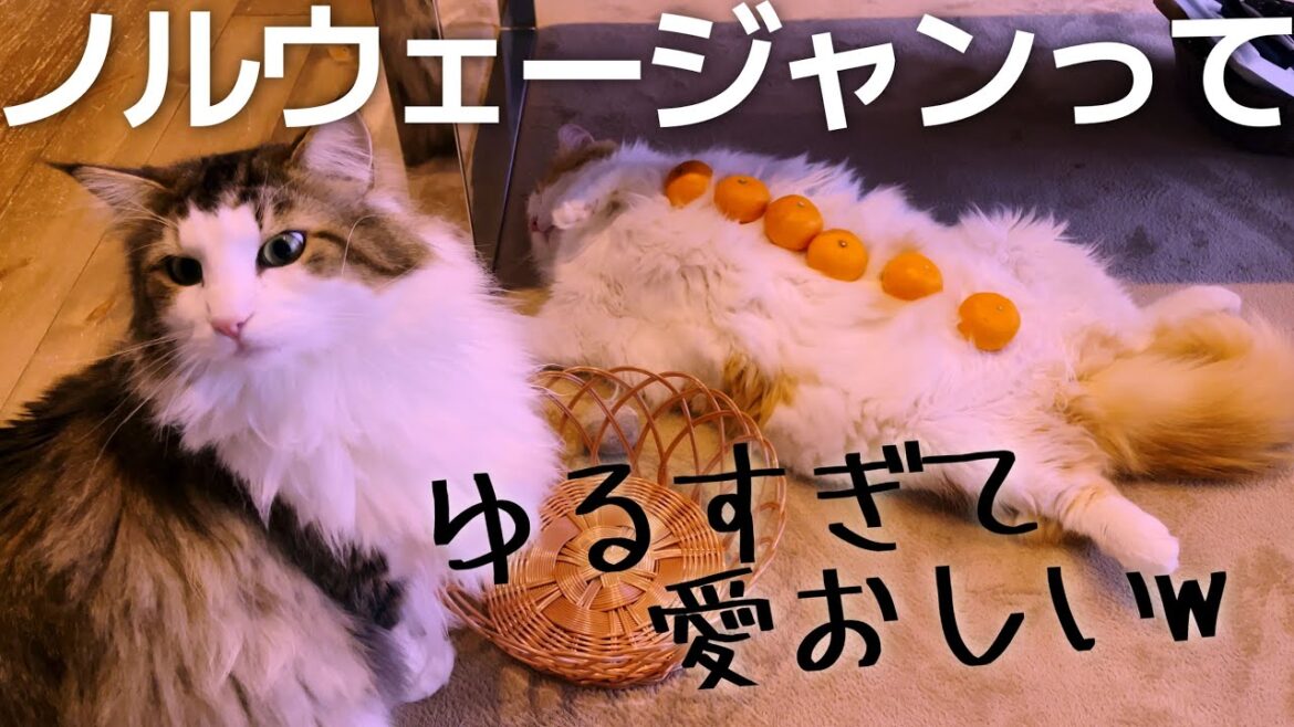 ６匹ノルウェージャンお正月の過ごし方