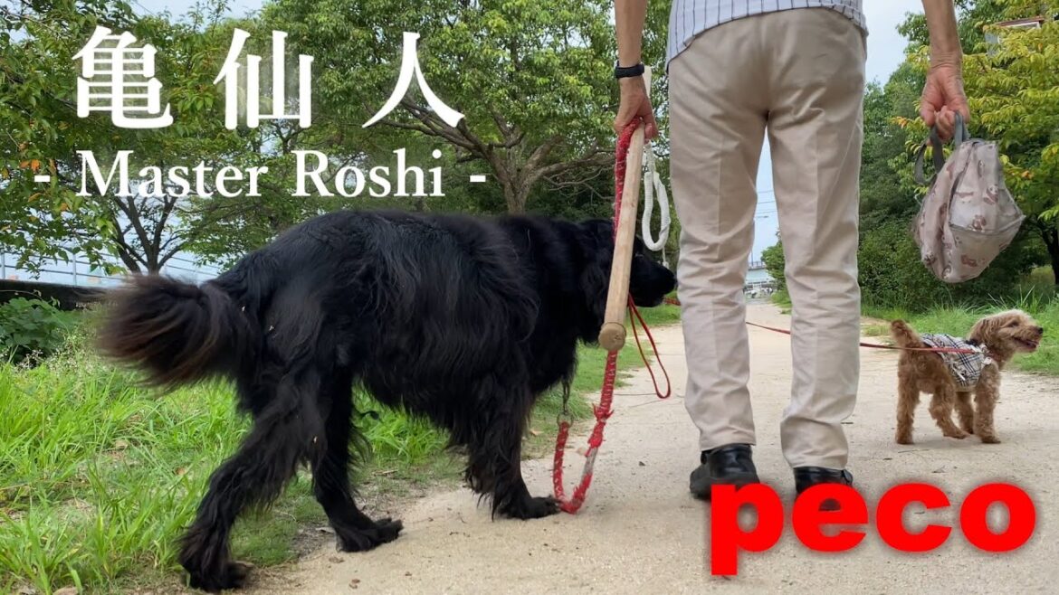 亀仙人 - Master Roshi -（peco　Like a Dragon Ball）　アイリッシュセター（アイリッシュセッター） Irish Setor（Irish Setter）