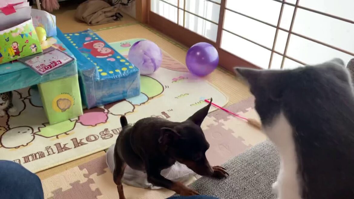 猫パンチをくらうミニチュアピンシャー