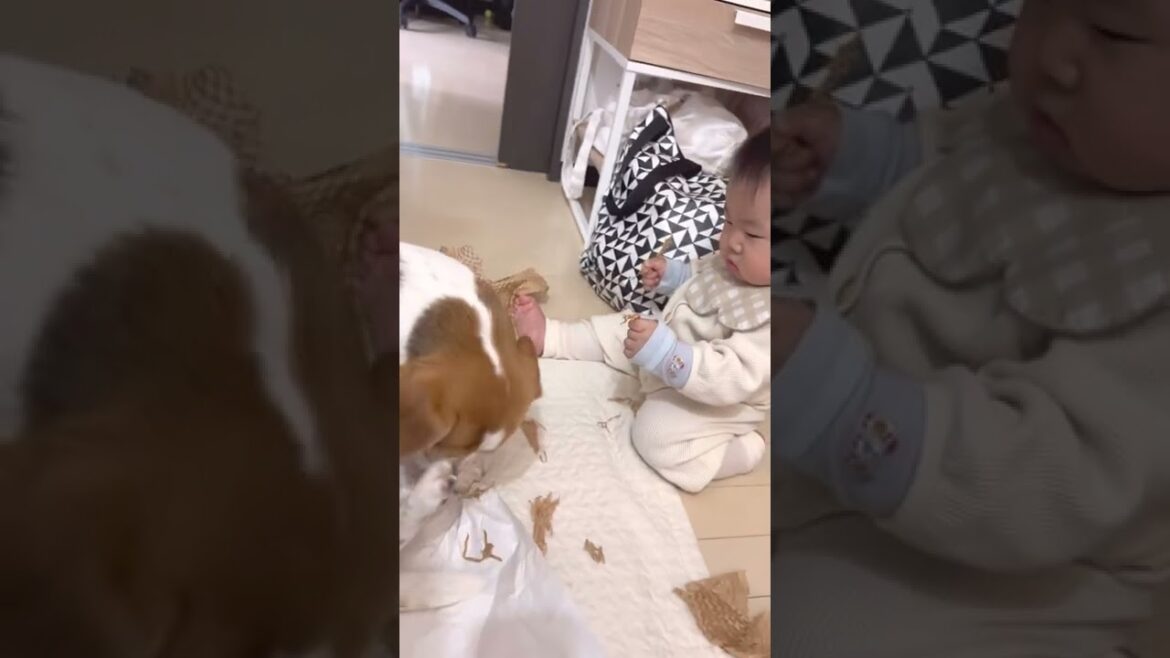 赤ちゃんに母性で優しく対応してあげるビーグル笑