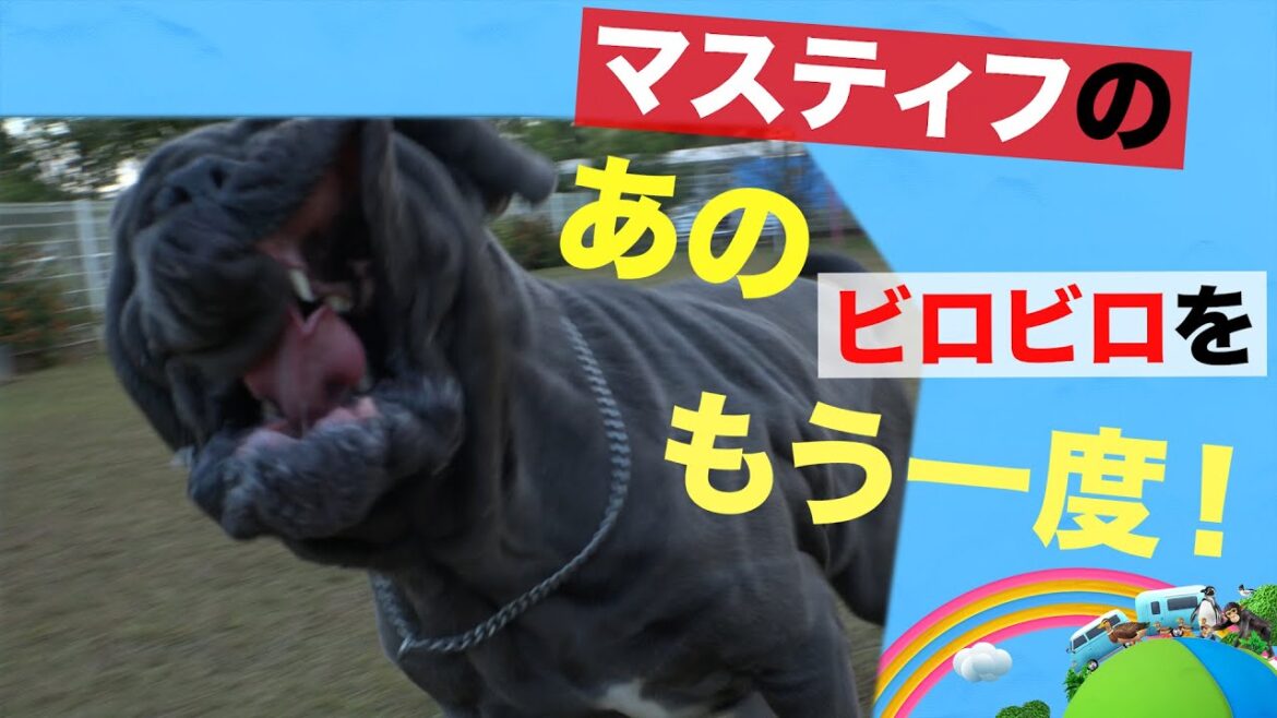 ＜大型犬＞スーパースロー・マスティフのビロビロな顔を撮ってみた【Iみんなのどうぶつ園公式】Huge dog Mastiff shaking face HIGH SPEED CAMERA! Funny!