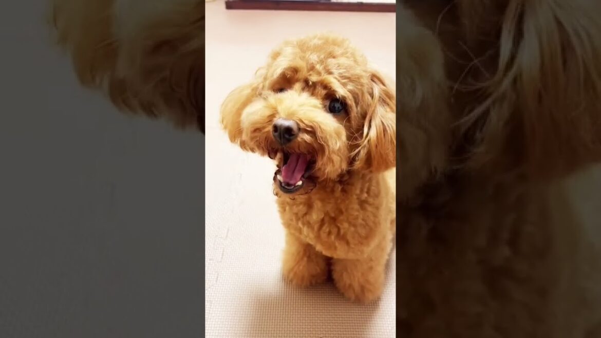 トイプードルに謝る飼い主