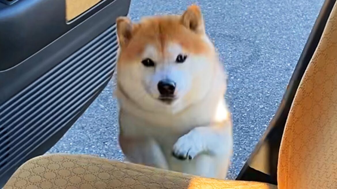 柴犬殿のご乗車