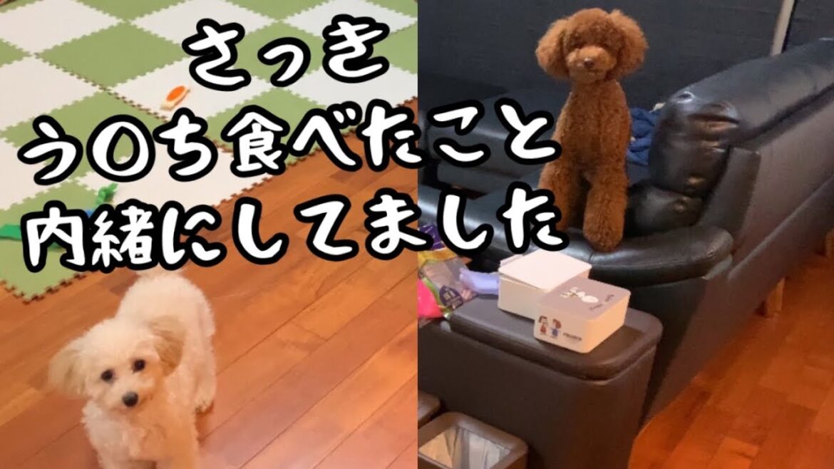 【トイプードルがお出迎え】出張帰りのパパに黙ってましたw