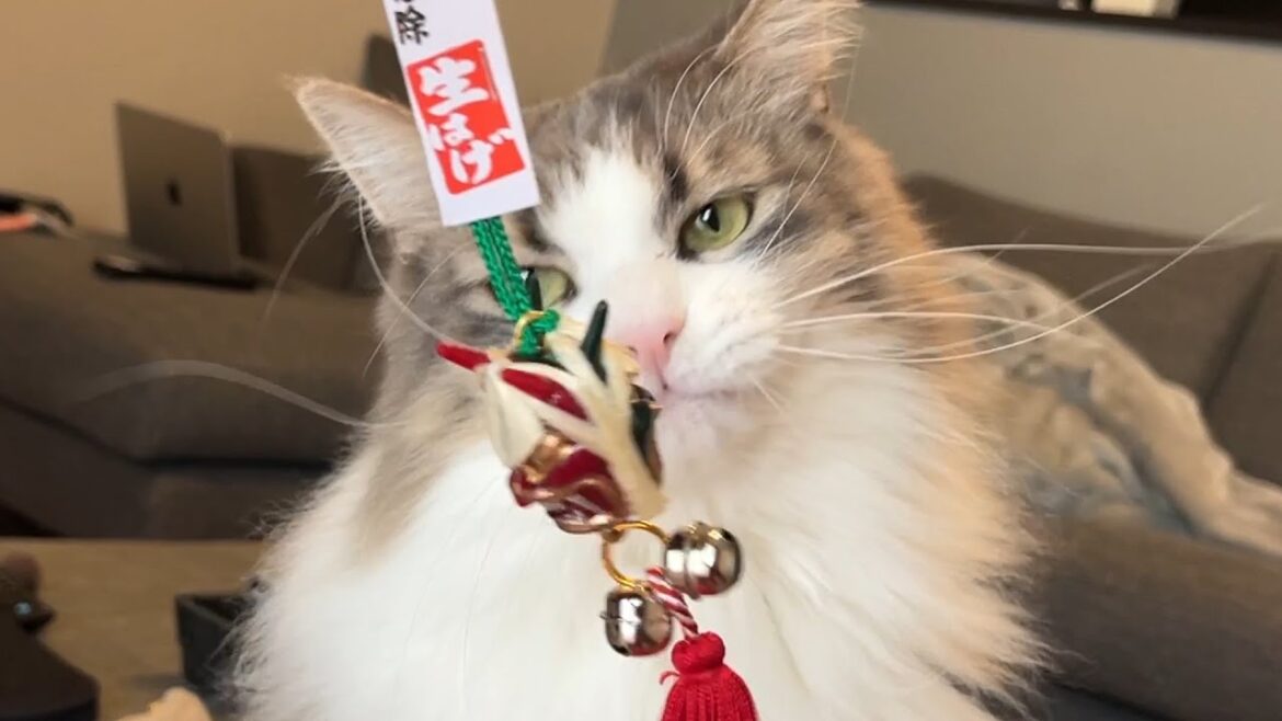 なまはげさんに遊んでもらう猫 ノルウェージャンフォレストキャット