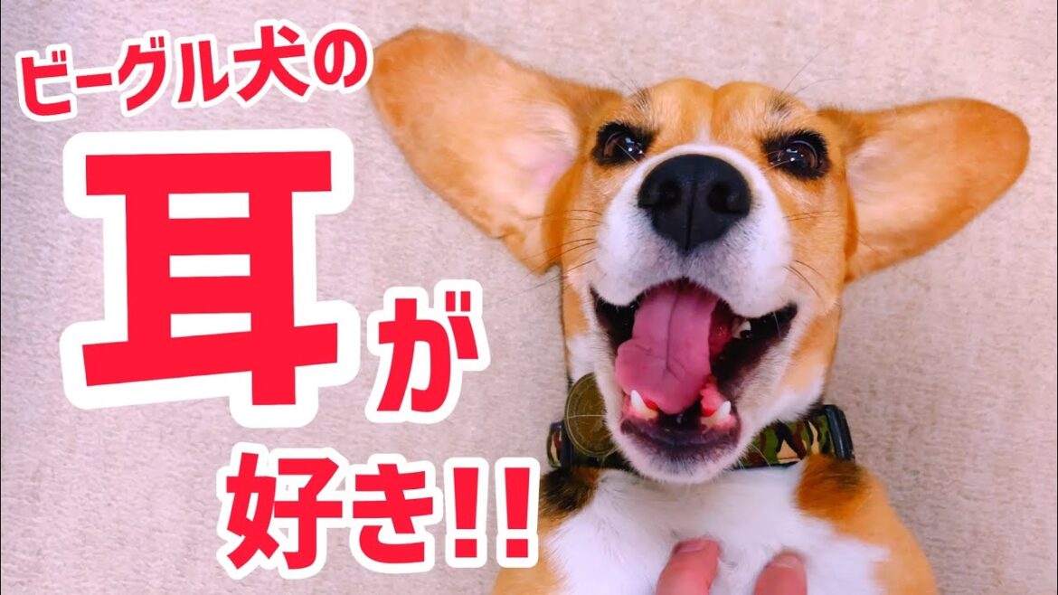 ビーグル犬　耳の秘密！