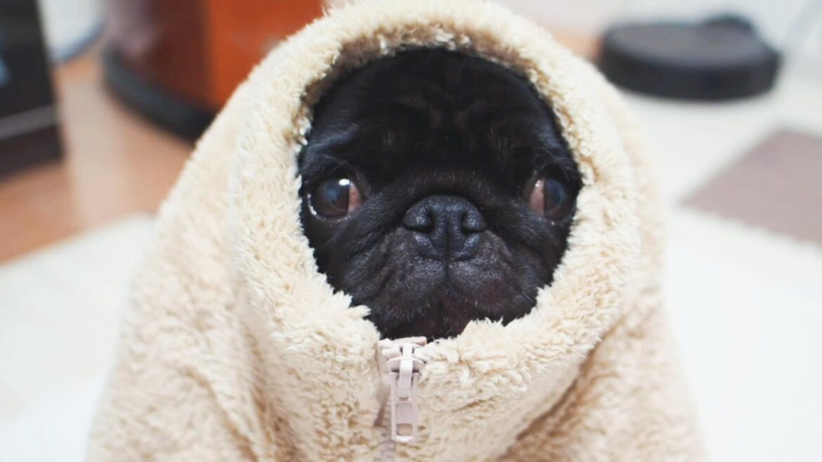 大好きなこたつに潜らなくなってしまった黒パグなる。Naru, a black pug, has stopped hiding under her favorite kotatsu.【パグ、pug】