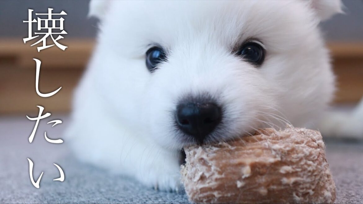 破壊衝動をおさえられない生後1ヶ月の子犬にカメラが壊されそう😓 破壊衝動をおさえられない生後1ヶ月の子犬にカメラが壊されそう😓