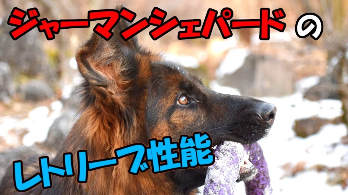 ジャーマンシェパードのレトリーブ性能は？