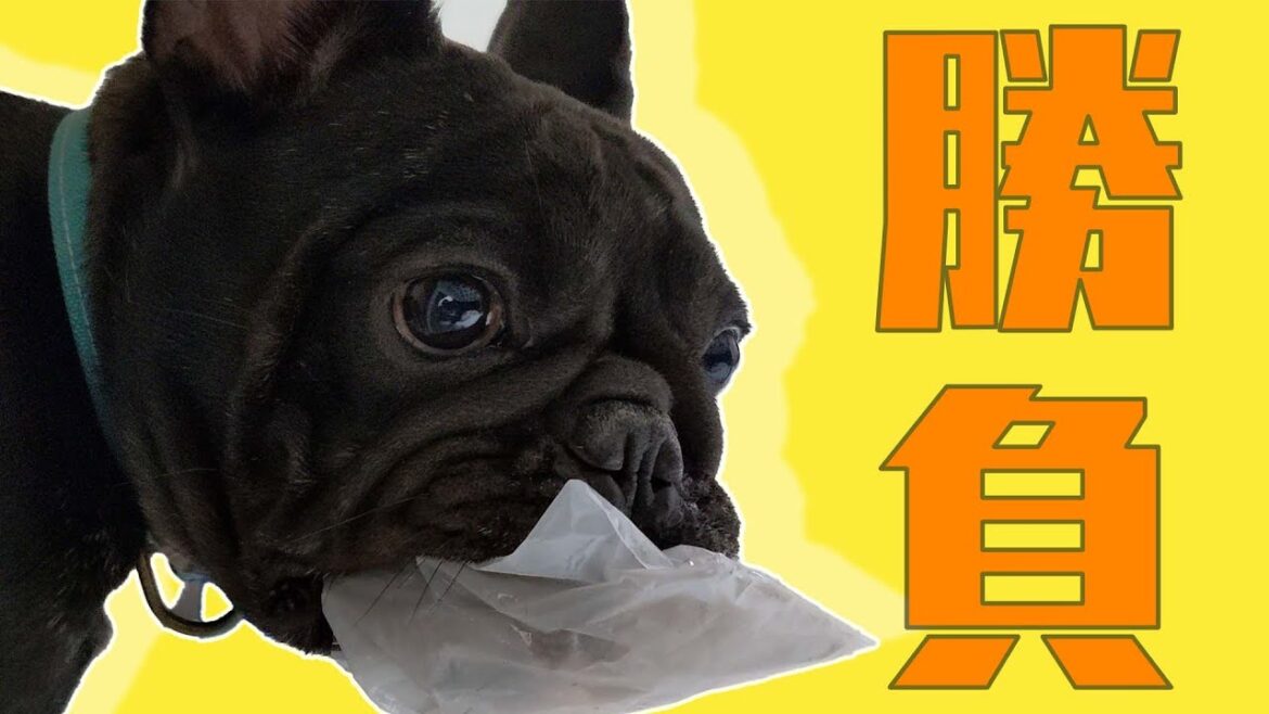 【フレンチブルドッグ】私を止めれるかな！！？