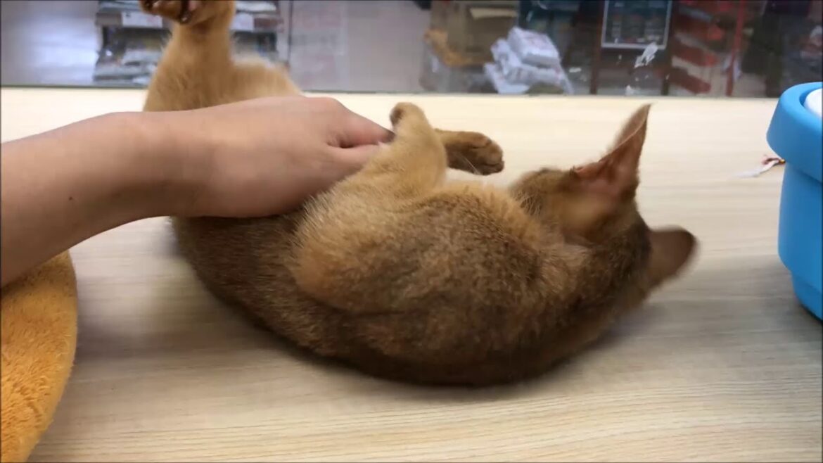 ナデナデ大好きアビシニアンちゃん！