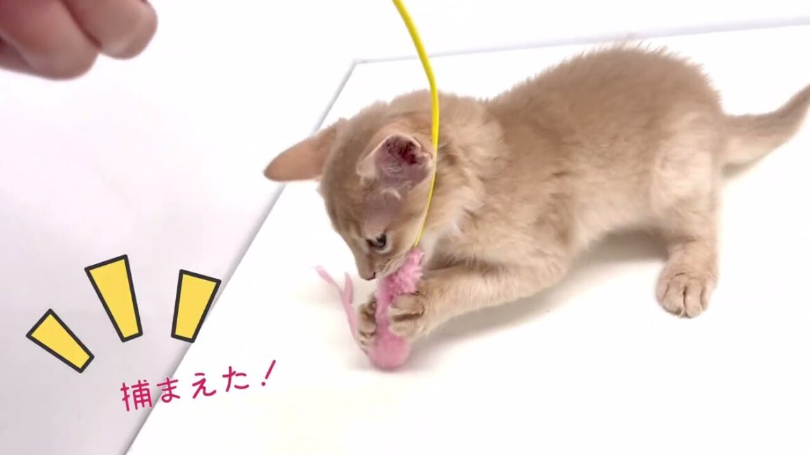 【ソマリ】運動神経抜群のソマリちゃん！狙った獲物は離さにゃい！