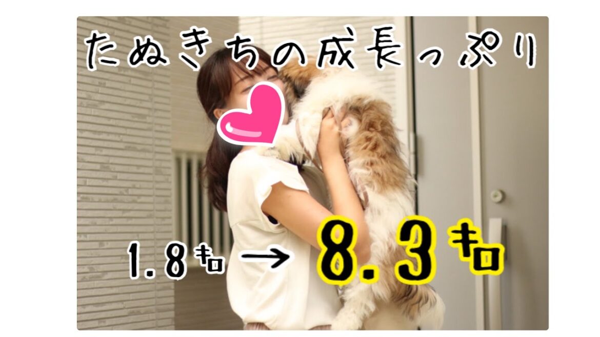 【大きいシーズー】たぬの成長をご覧あれ