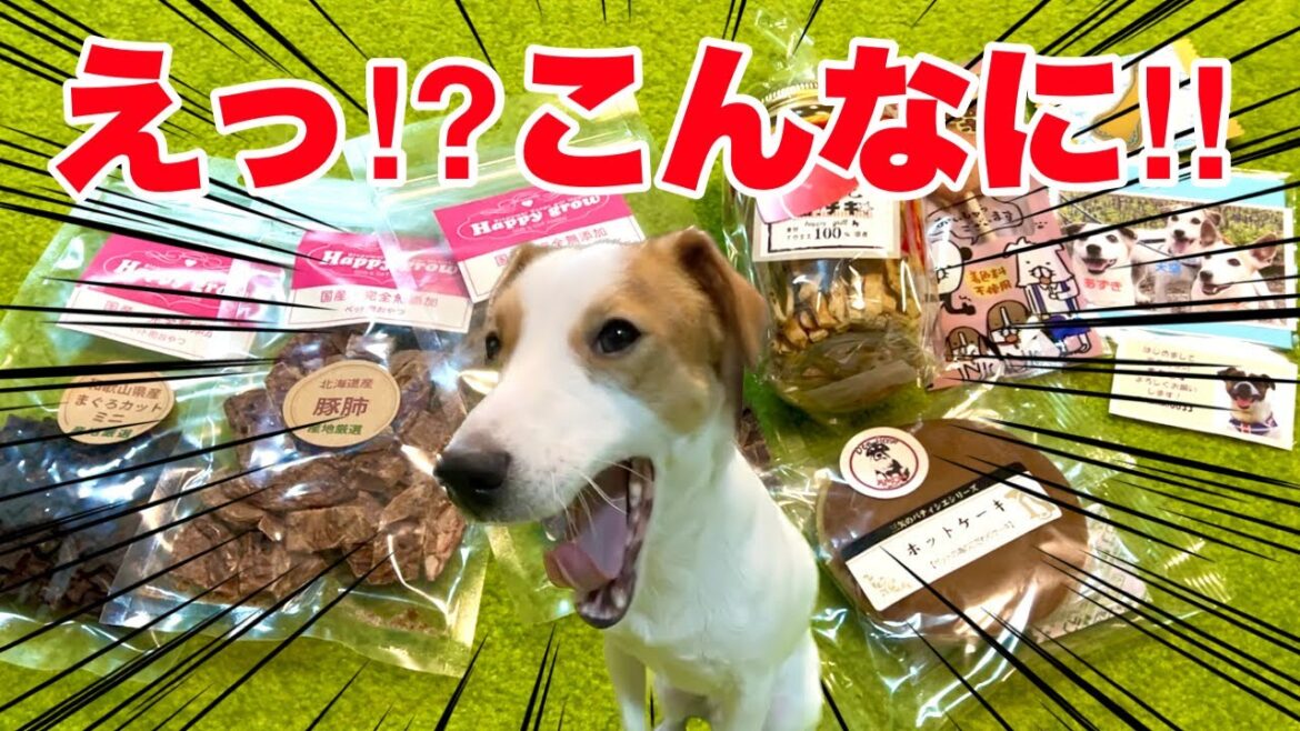 【驚嘆】170頭のお祭りで頂いた物がこんなに！！［しゃべる犬 ジャックラッセルテリア］