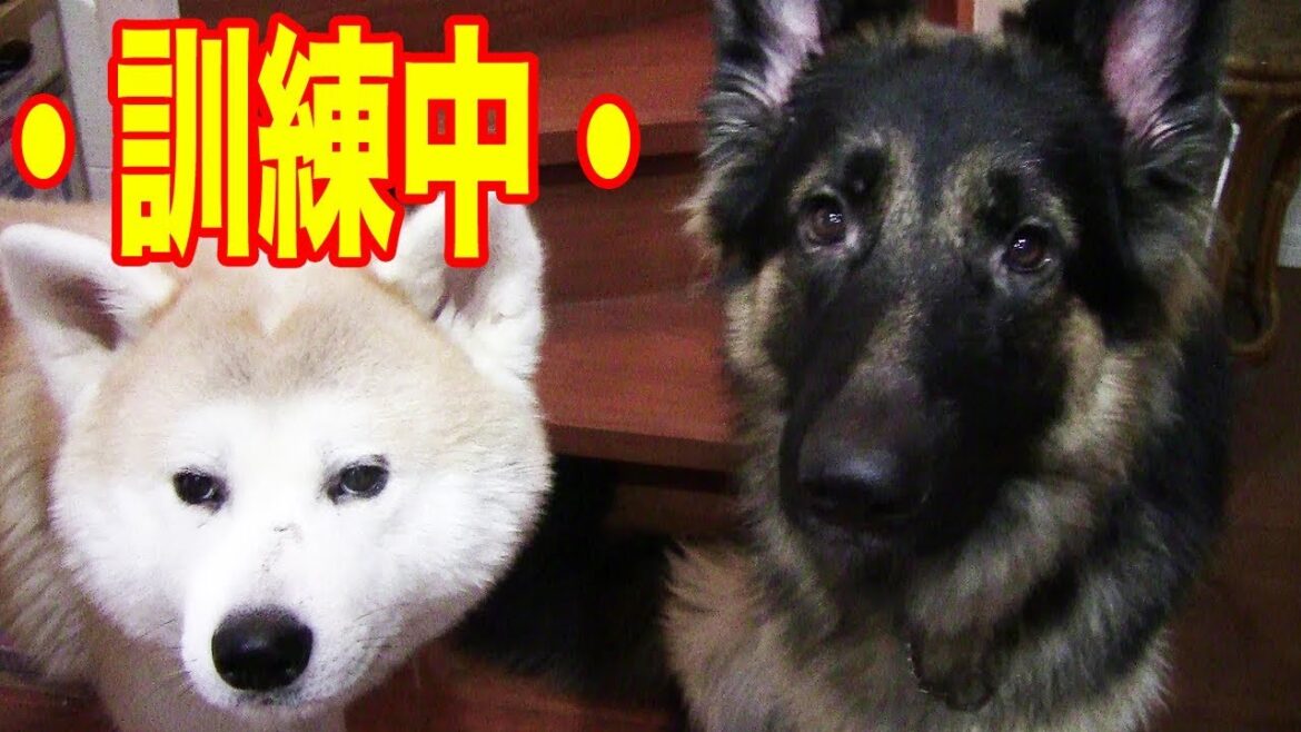 ジャーマンシェパード犬訓練中　秋田犬も頑張ってます