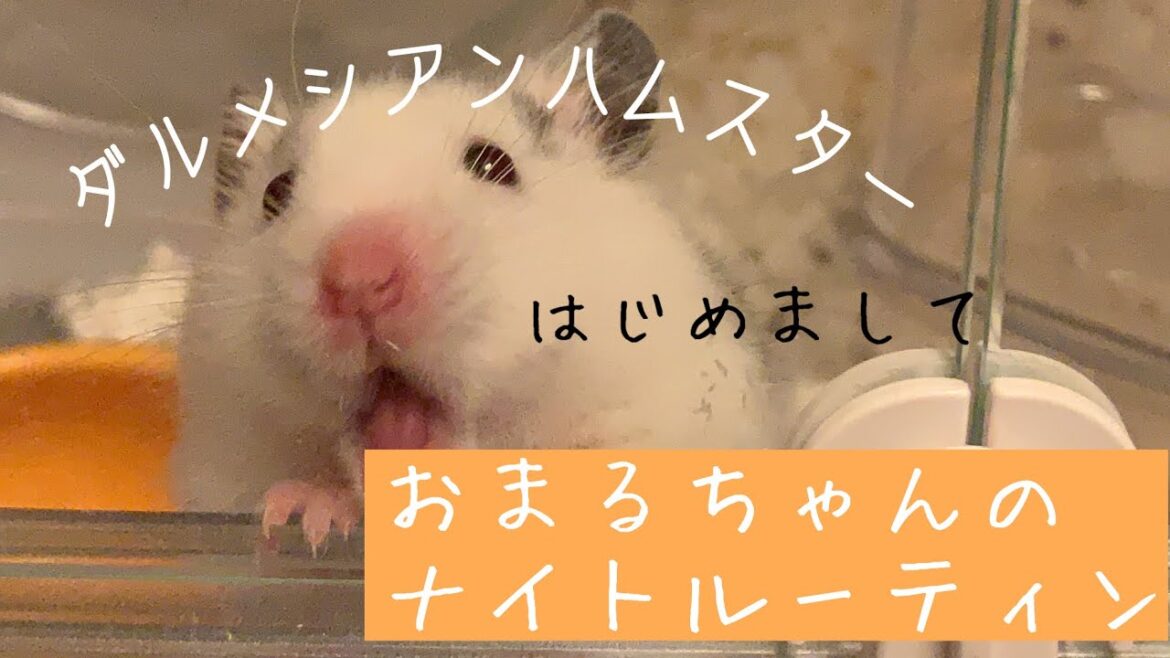 ダルメシアンハムスター　おまるちゃんのナイトルーティン🌙