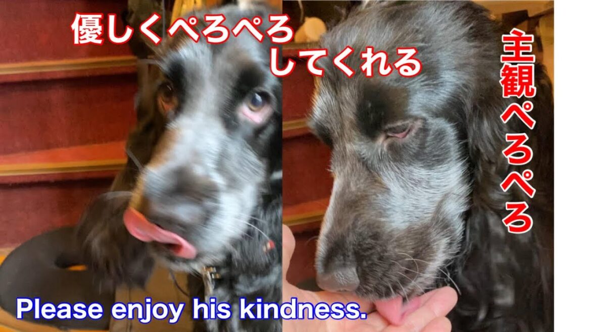 【ショート動画】いつも優しくぺろぺろしてくれるイングリッシュコッカースパニエル【ちよ君】癒し  #Shorts