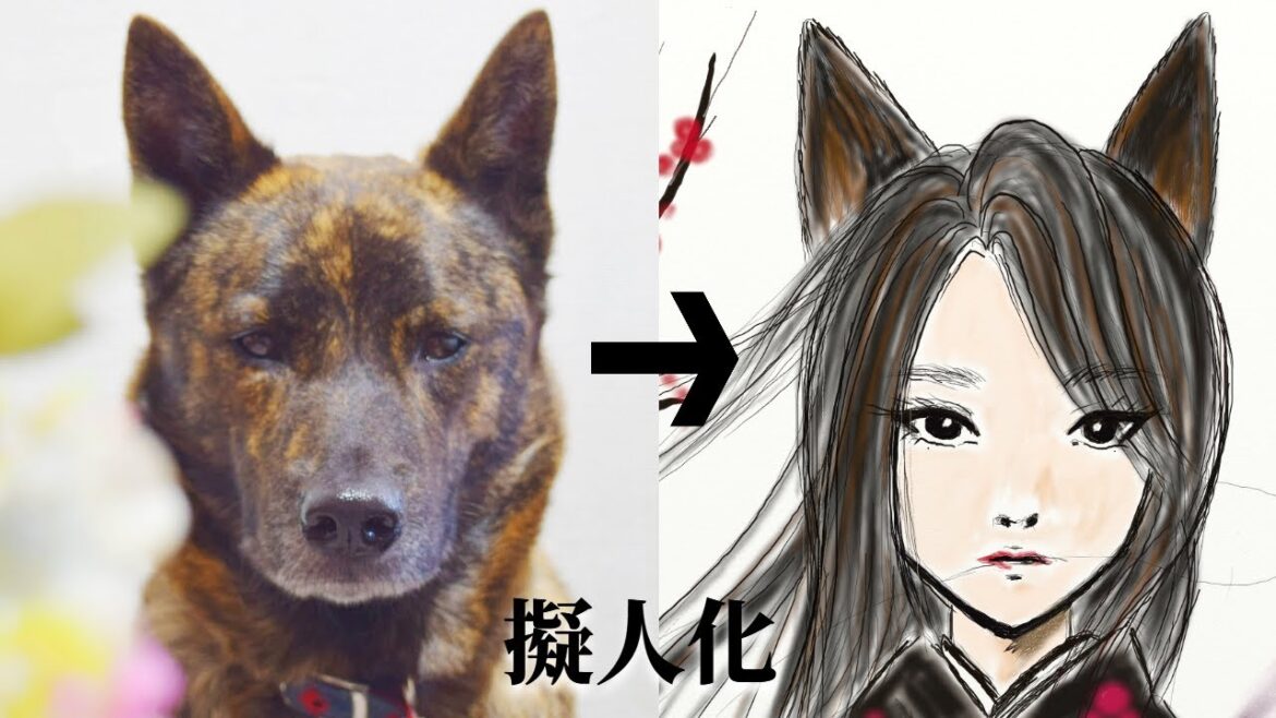 甲斐犬ハルヱが「○○」だと間違われるので擬人化してみた‼【甲斐犬・柴犬】