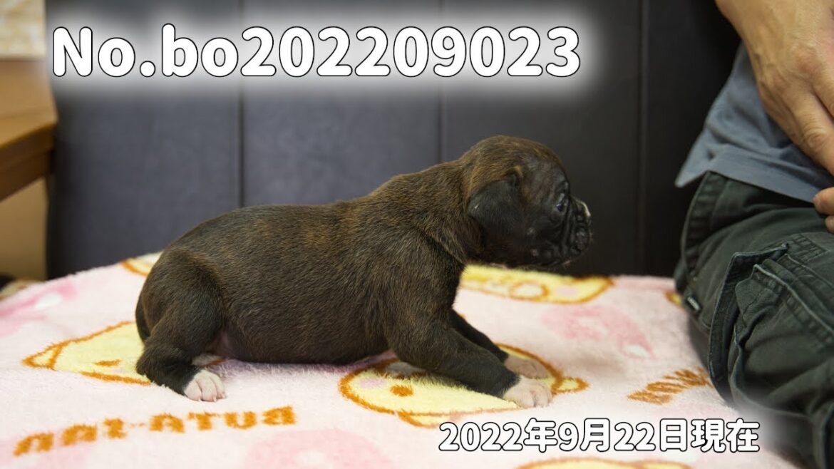 ボクサー犬の子犬販売 No.bo202209023 静岡県浜松市のブリーダー 2022年9月2日生 9月22日現在