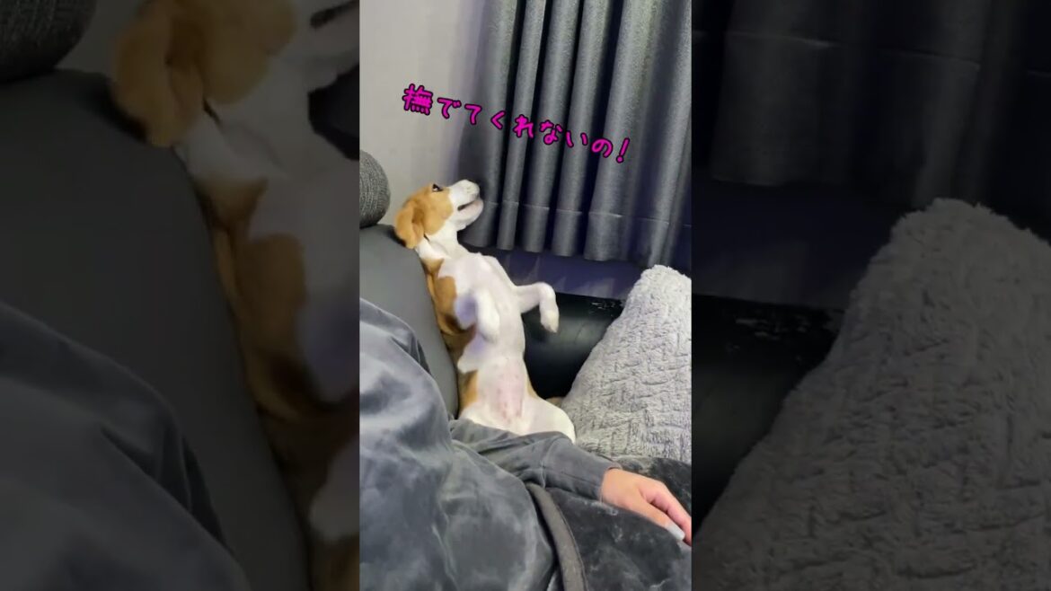 わかりやすいぐらいスネたビーグル犬　#shorts