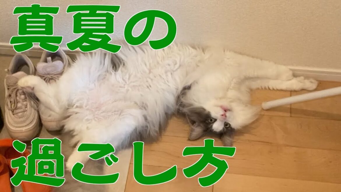猛暑日の長毛種の過ごし方【メインクーン】