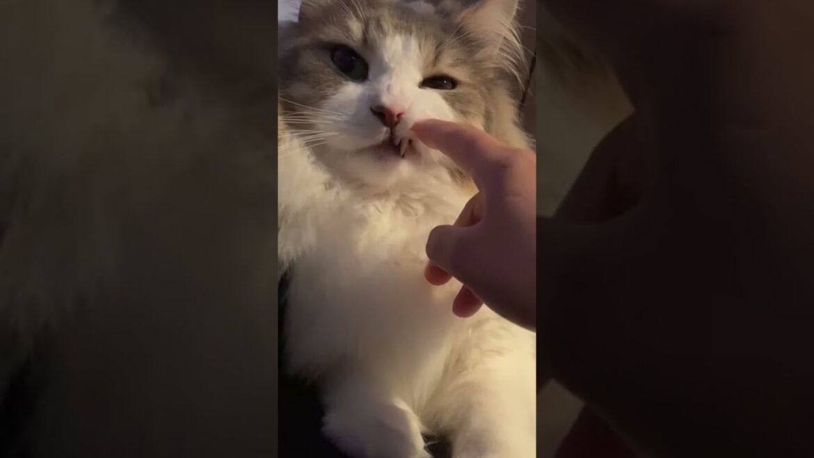 叱り方が優しい猫がかわいい。【ノルウェージャンフォレストキャット】