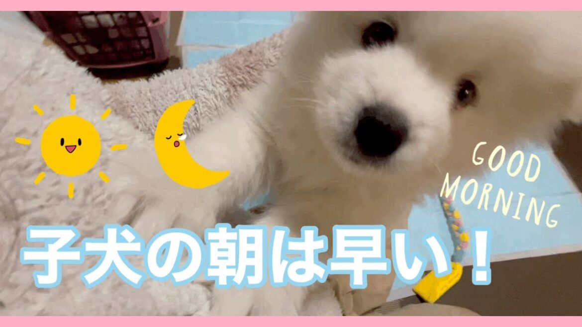 ［サモエド犬ミール］お迎え２日目、朝5時起床w