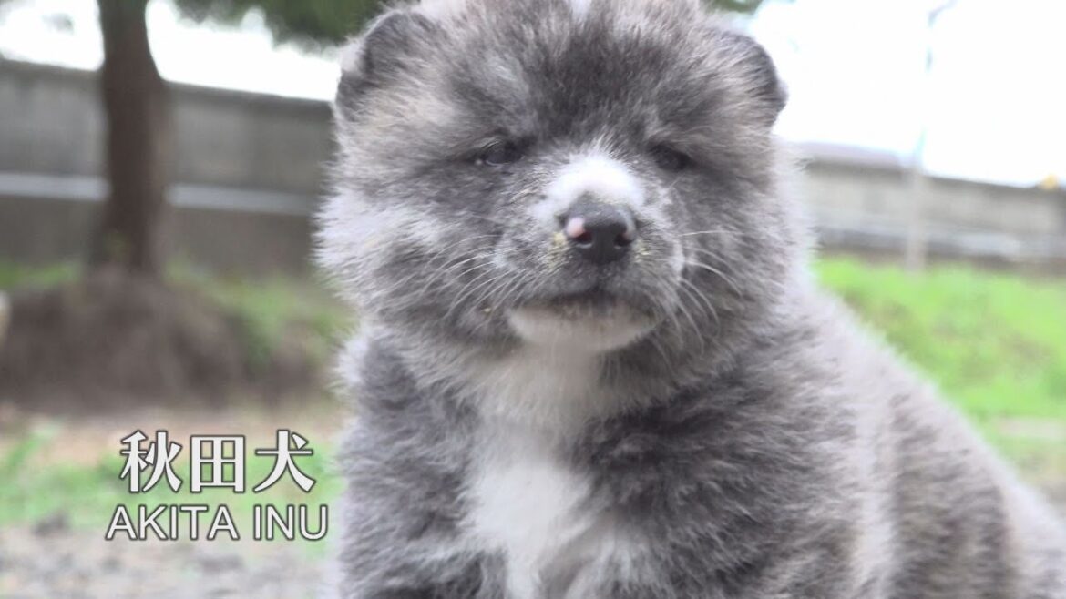 虎毛の秋田犬の赤ちゃん　ごはん食べて電池切れ