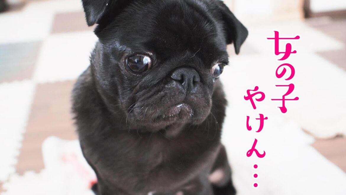 どうしても体重を量りたくない乙女な黒パグなる。The black pug Naru really doesn't want to be weighed.【パグ、pug】