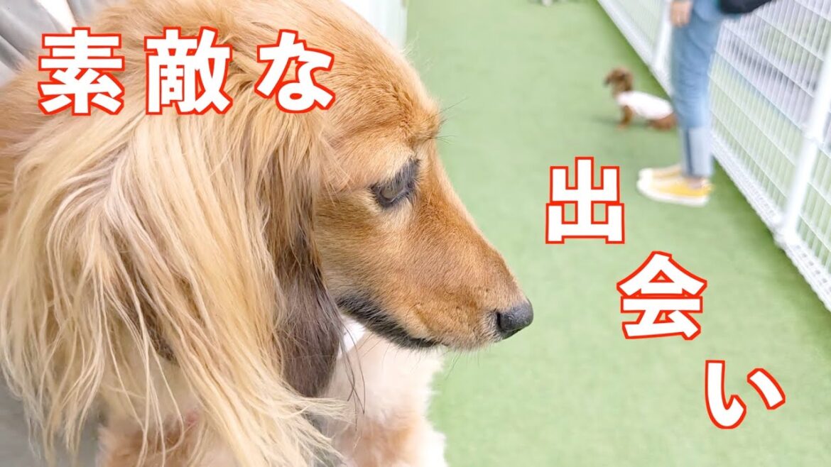 犬と行ける無印良品/子犬に圧倒される/ドッグランで寝る【カニンヘンダックスえびすの日常】