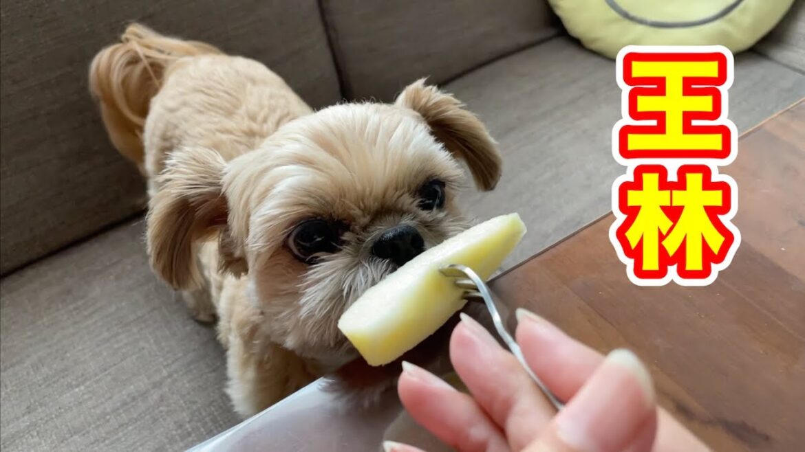 王林 シャクシャクりんごが大好きな犬 チワワ×シーズー