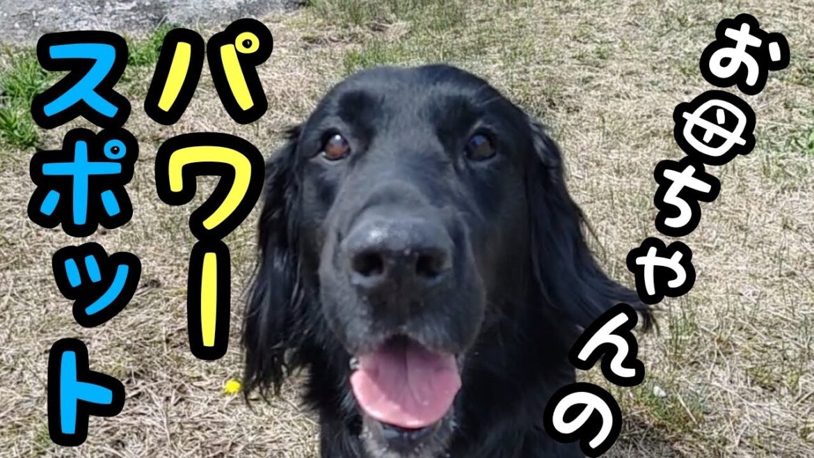 お母ちゃんのパワースポット！【フラットコーテッドレトリーバー#42】