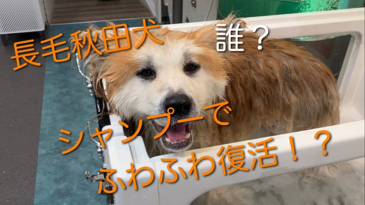 長毛秋田犬のみ太くん、初めてのセルフシャンプーのお店で大変身！？