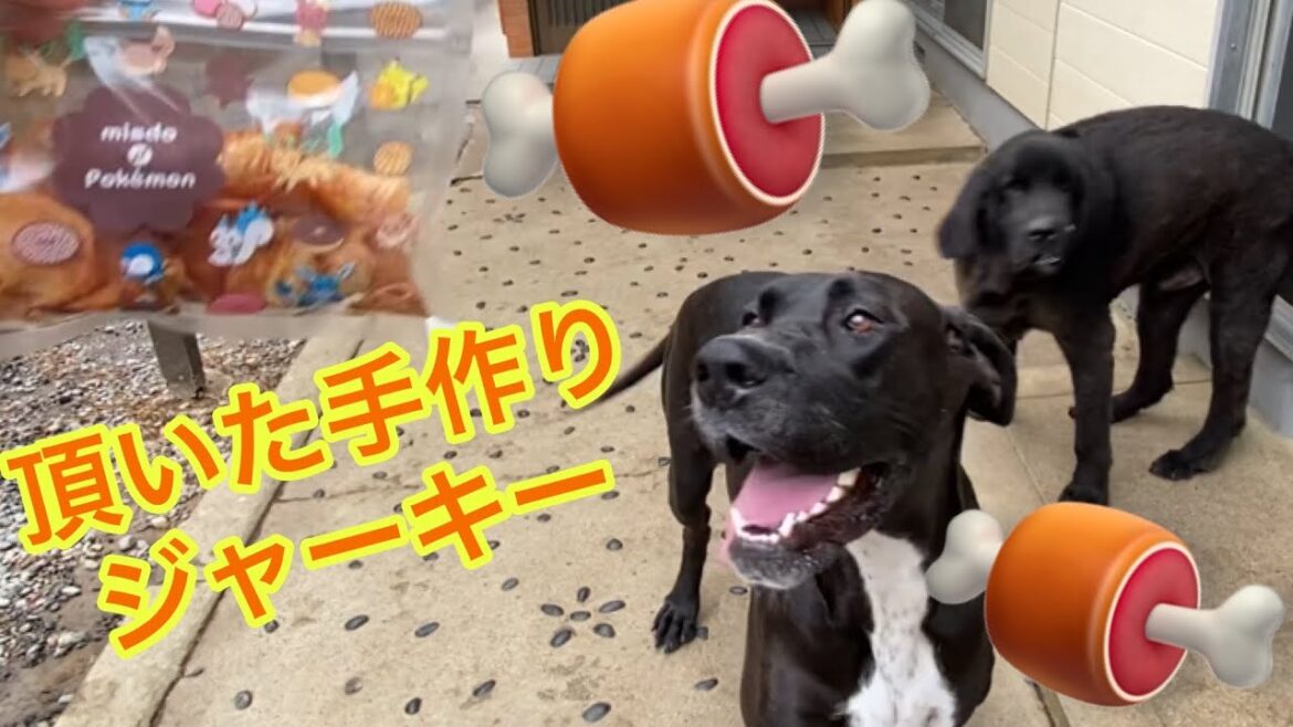 手作りジャーキー頂きました🤤💕 グレートデーン クィーンちゃんとニューファンドランド ボス君 大興奮 大型犬 超大型犬 手作りジャーキー頂きました🤤💕 グレートデーン クィーンちゃんとニューファンドランド ボス君 大興奮 大型犬 超大型犬