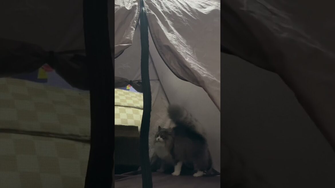 子ライオン！？やんのか！ステップ！（ぼくざらめ！サイベリアンの男の子猫😸）