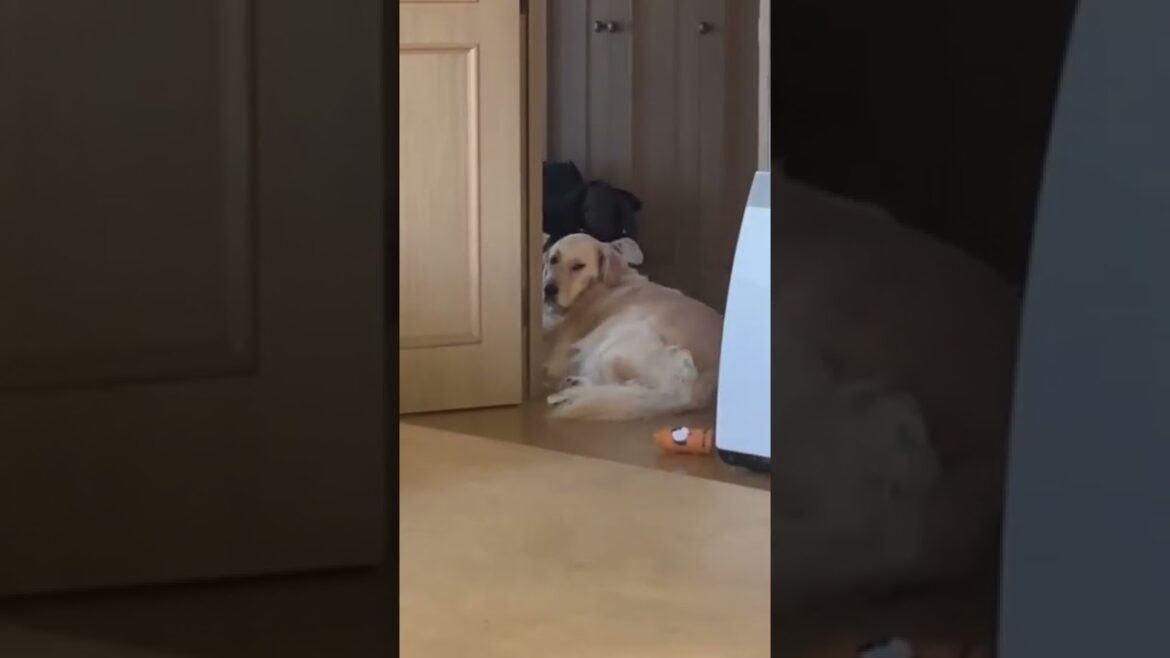 視線を感じる‥👀ゴールデンレトリバー ボクサー犬 視線を感じる‥👀ゴールデンレトリバー ボクサー犬