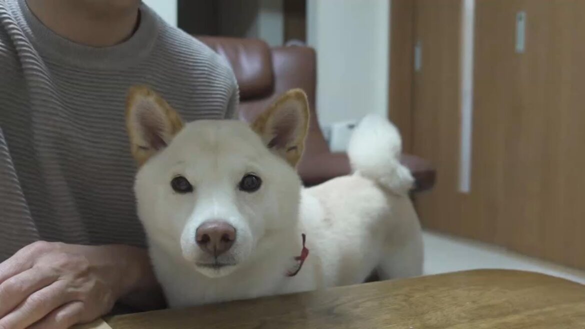 かまってほしくて仕事中に遊んでと自己主張する柴犬がこちらです(笑)