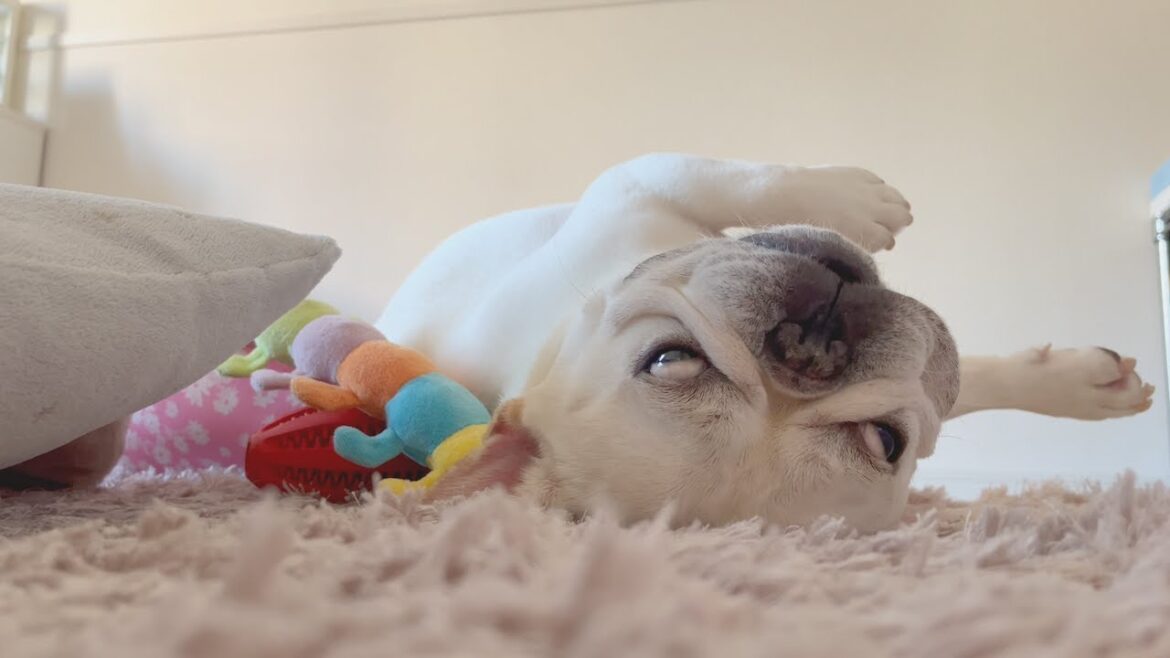 新居にも慣れて毎日これです..【フレンチブルドッグ frenchbulldog】