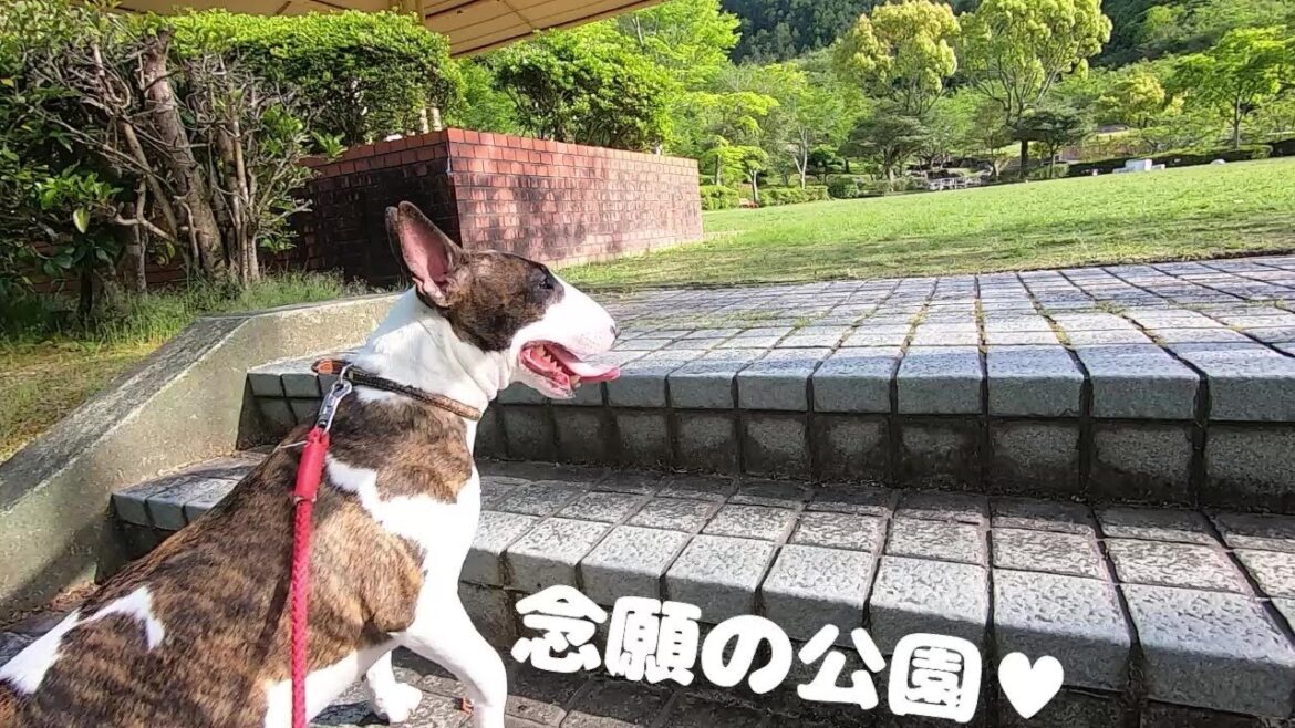 【柴犬】ドッグランへの旅路(公園編)【ブルテリア】