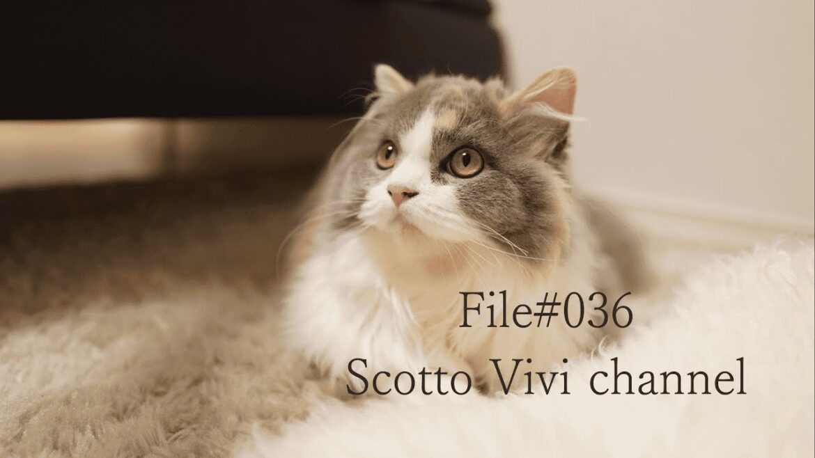 File#036~長毛スコティッシュフォールドのフミフミ動画集~ File#036~長毛スコティッシュフォールドのフミフミ動画集~