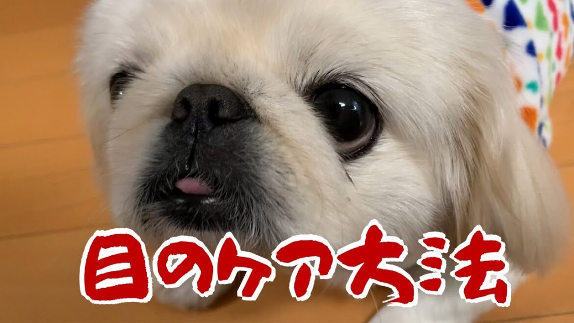 【HOW TO】ペキニーズの目のお手入れ方法 How to care for Pekingese eyes. 【HOW TO】ペキニーズの目のお手入れ方法 How to care for Pekingese eyes.
