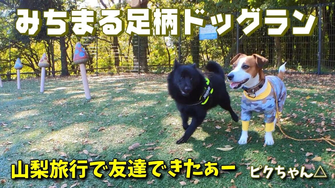【足柄SAドッグラン】希少犬種「スキッパーキ」と出会った⁉ #ジャックラッセルテリア🐶 【足柄SAドッグラン】希少犬種「スキッパーキ」と出会った⁉ #ジャックラッセルテリア🐶