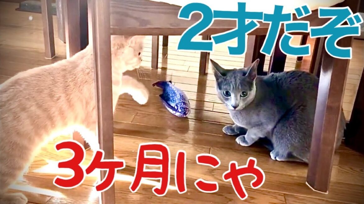 ブリショーとの比較Ⅱ~兄貴っぽくない猫【ロシアンブルー】 ブリショーとの比較Ⅱ~兄貴っぽくない猫【ロシアンブルー】