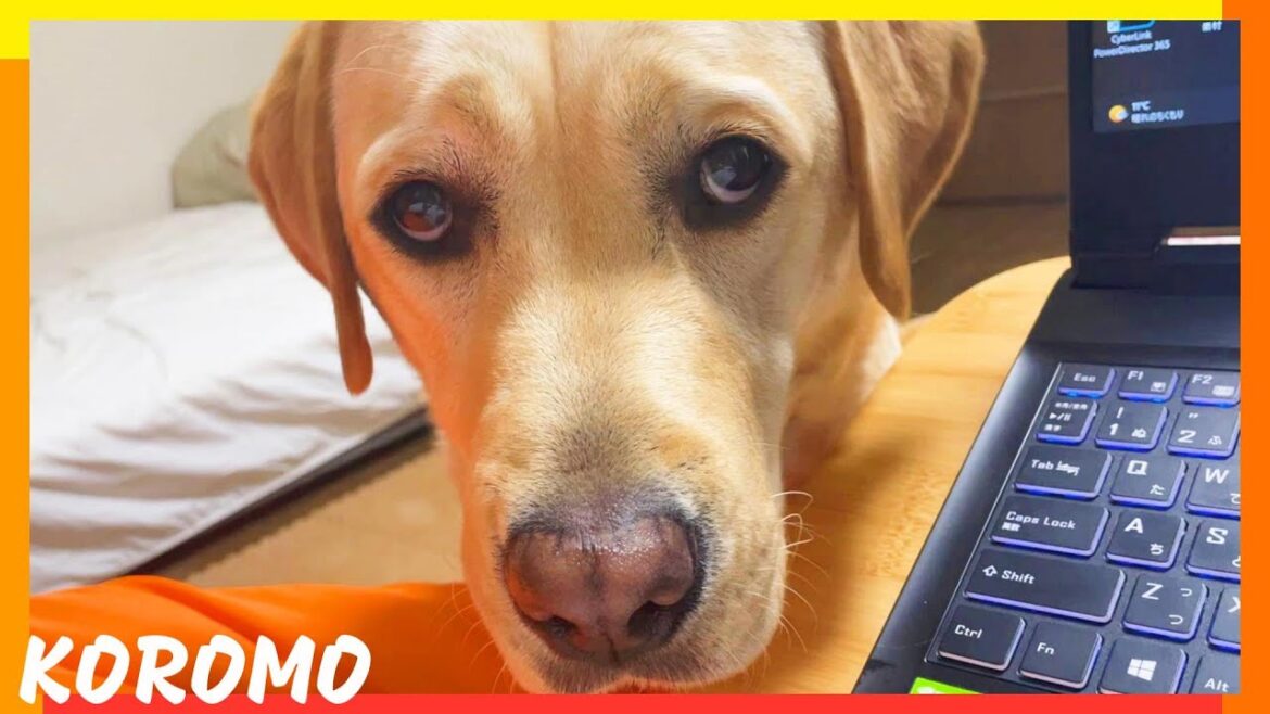 ラブラドールのかまちょを無視し続けるとこうなります