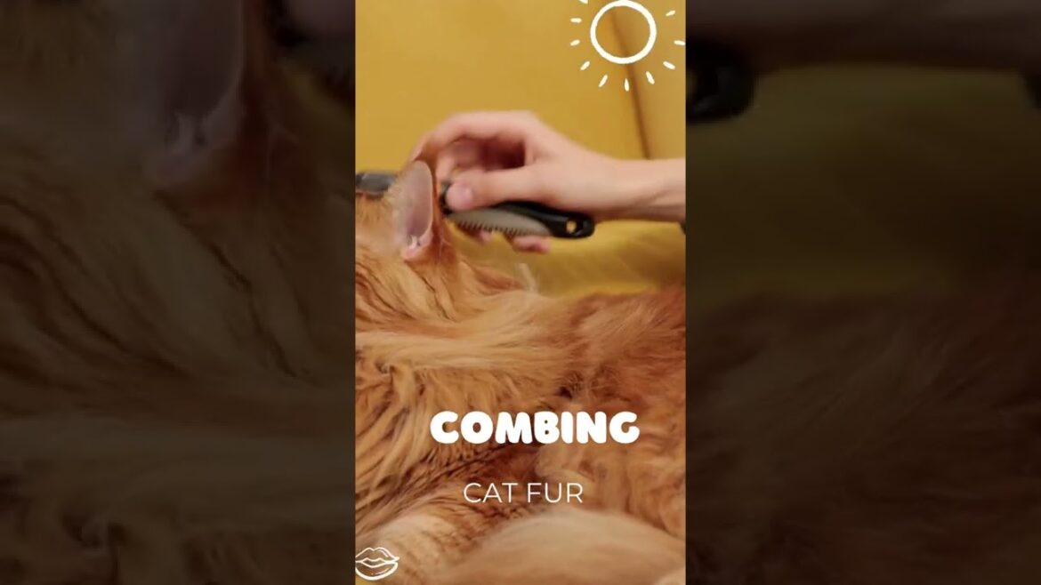 Combing Brown Cat Fur #shorts #catfur