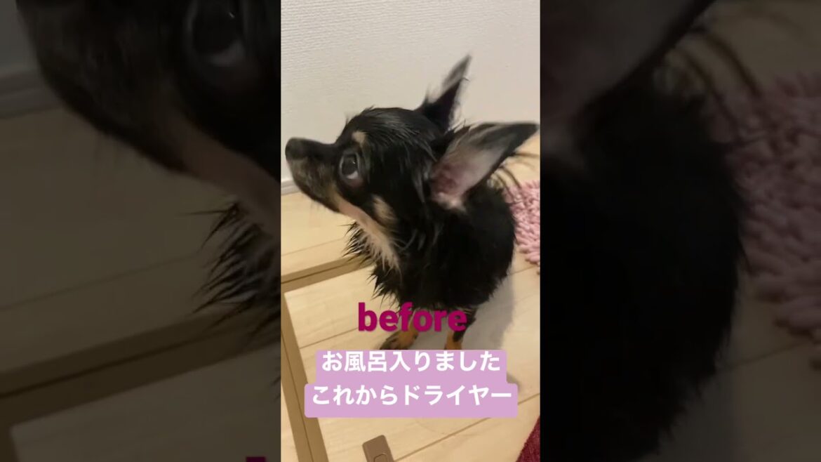 かわいい犬|ロングコートチワワのウルくん【ドライヤー～before～after～】