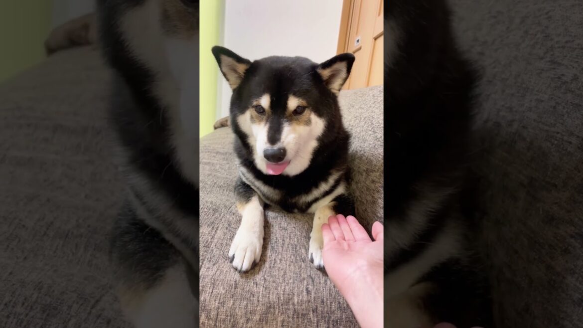 悲しい条件反射？！唸りながらも飼い主の命令に従ってしまう柴犬
