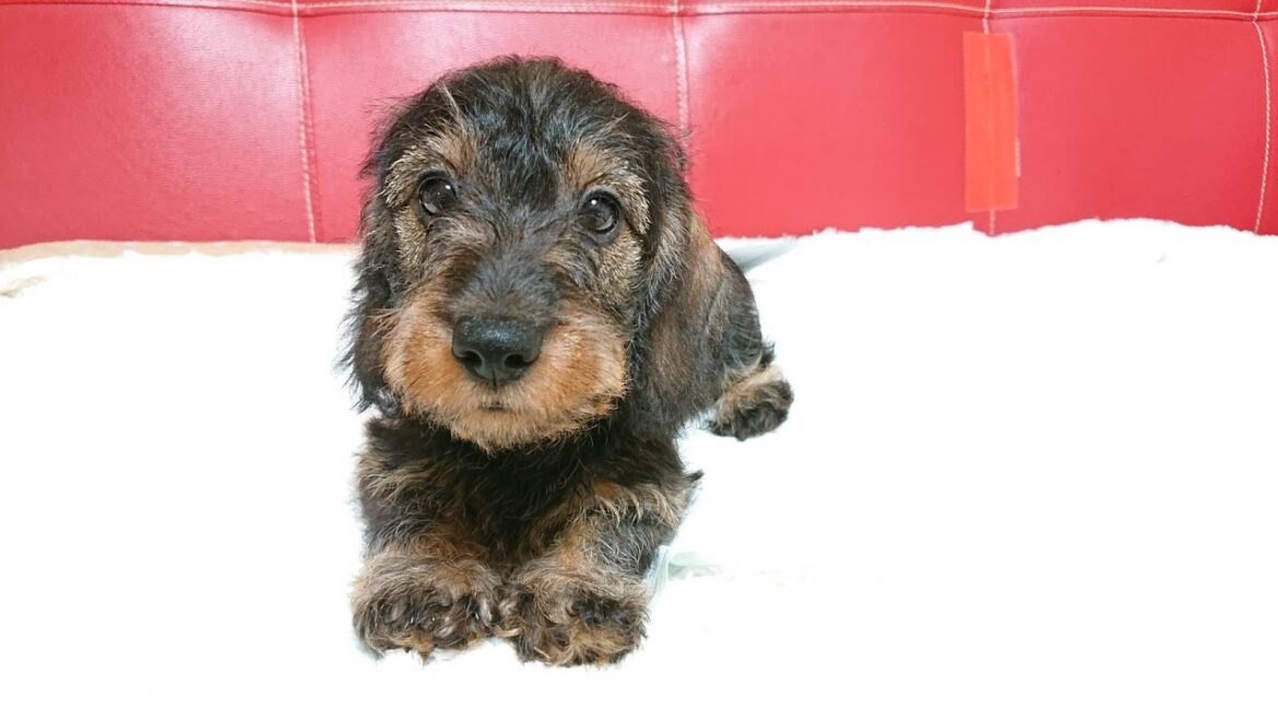 2021年03月22日生まれ Mワイアーヘアードダックスフンド ワイルドボア 男の子